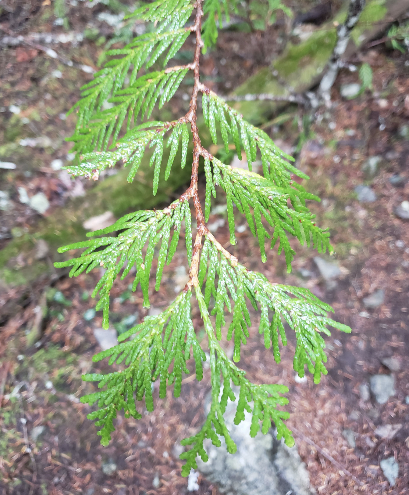 Cedar needles are flat and not spiky, and lighter shade of green